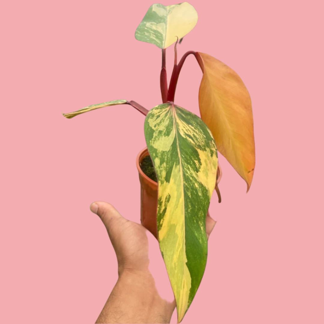 Philodendron 'Strawberry Shake'