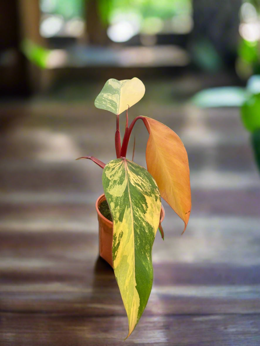 Philodendron 'Strawberry Shake'
