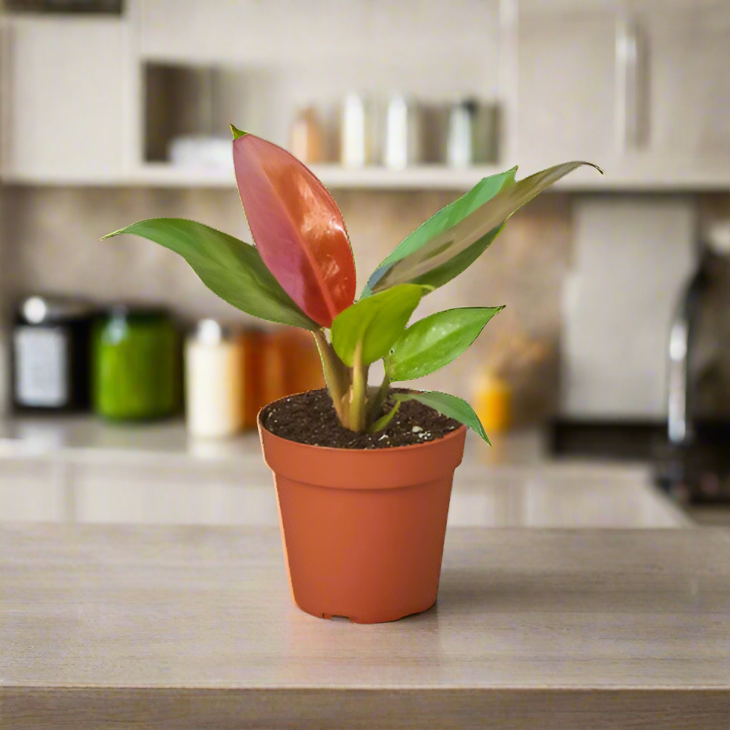 Philodendron 'Sun Red'
