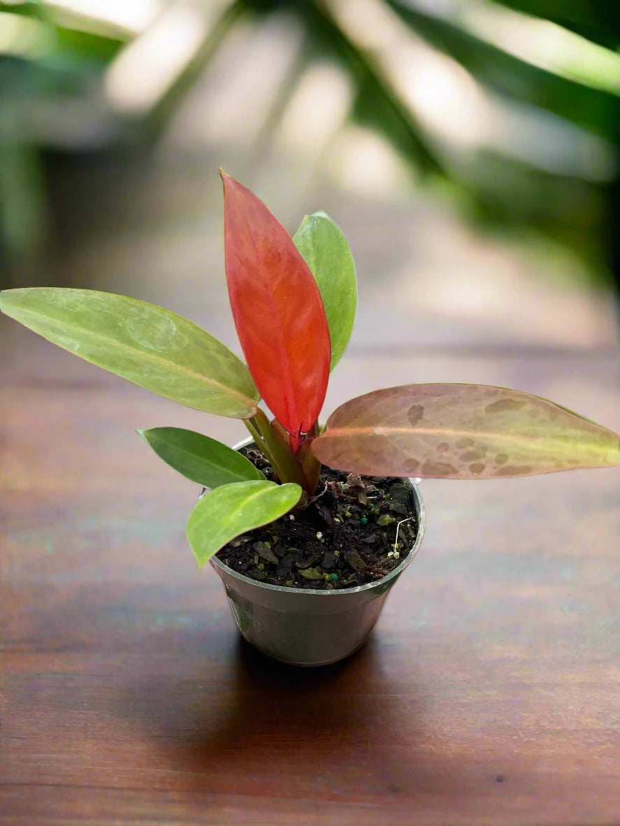 Philodendron 'Sun Red'