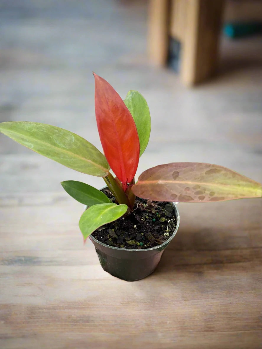 Philodendron 'Sun Red'