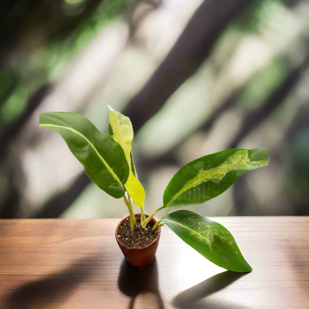 Philodendron 'Thai Sunrise'