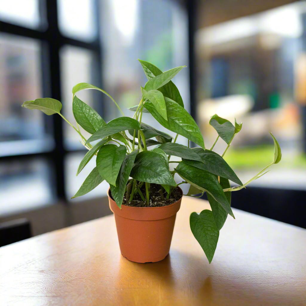 Pothos 'Cebu Blue'