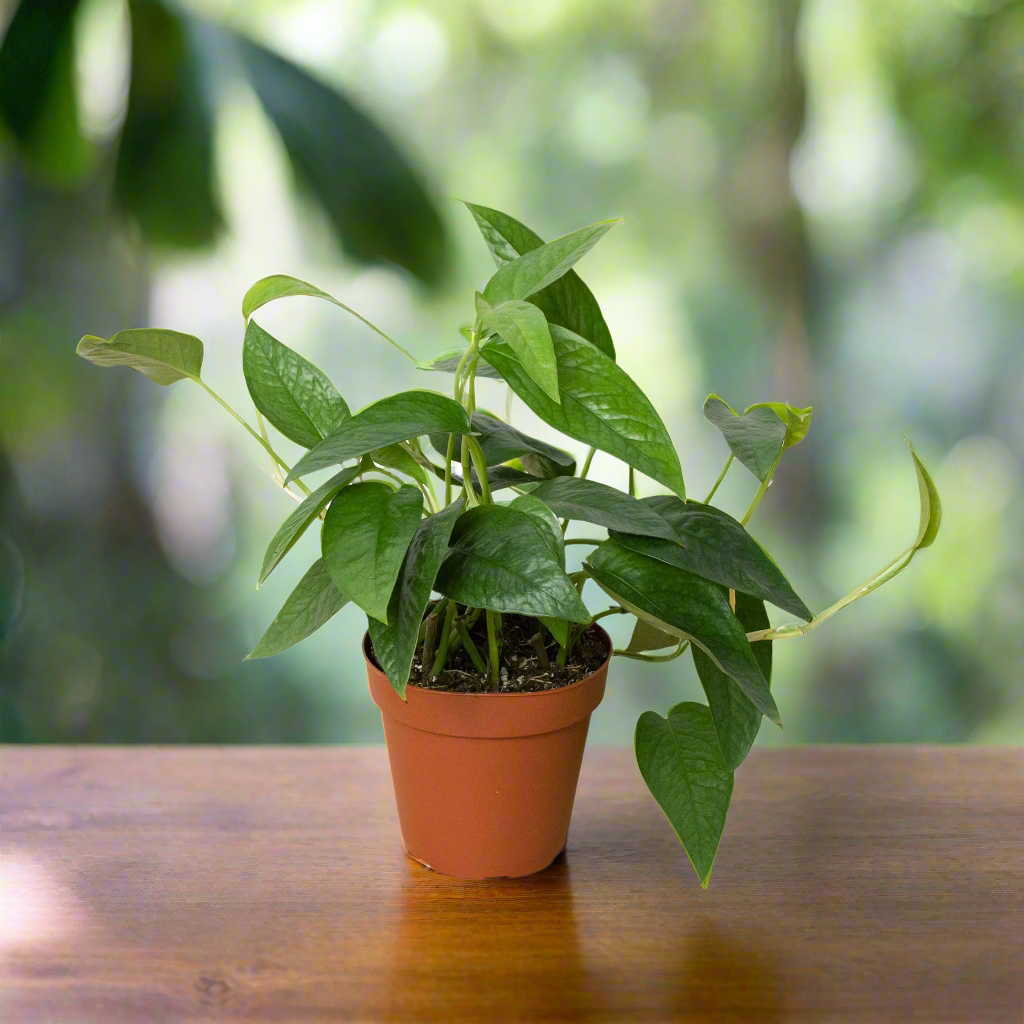 Pothos 'Cebu Blue'