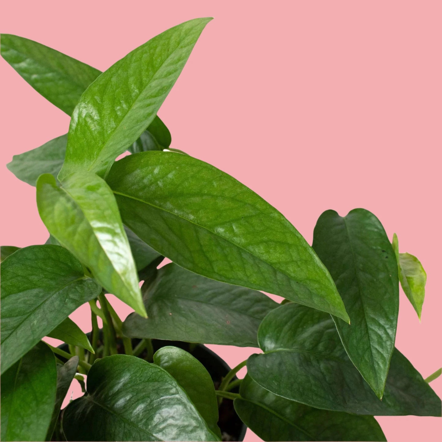 Pothos 'Cebu Blue'