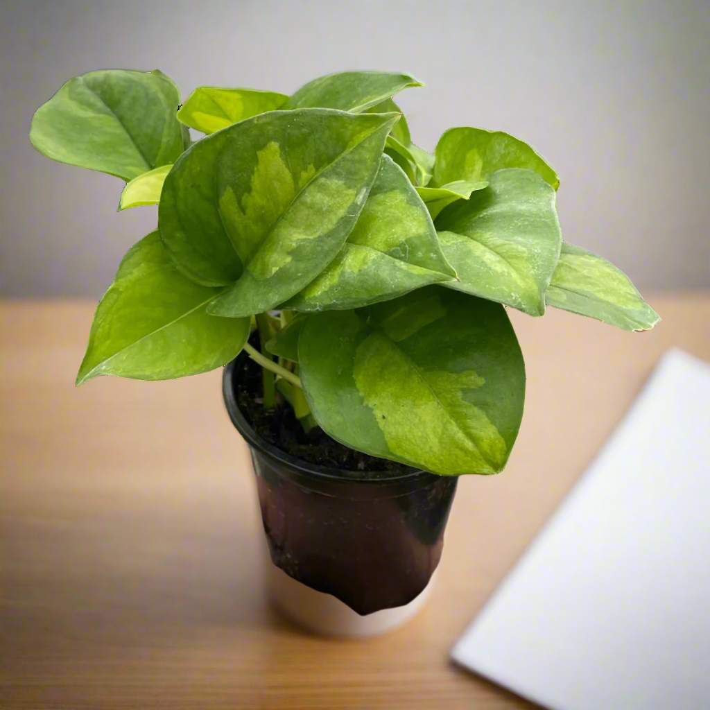 Pothos 'Global Green'