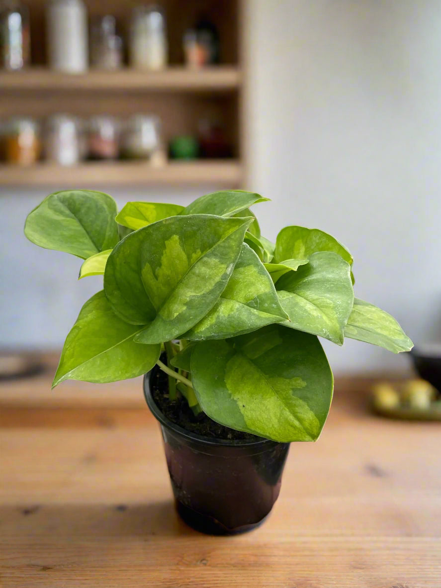 Pothos 'Global Green'