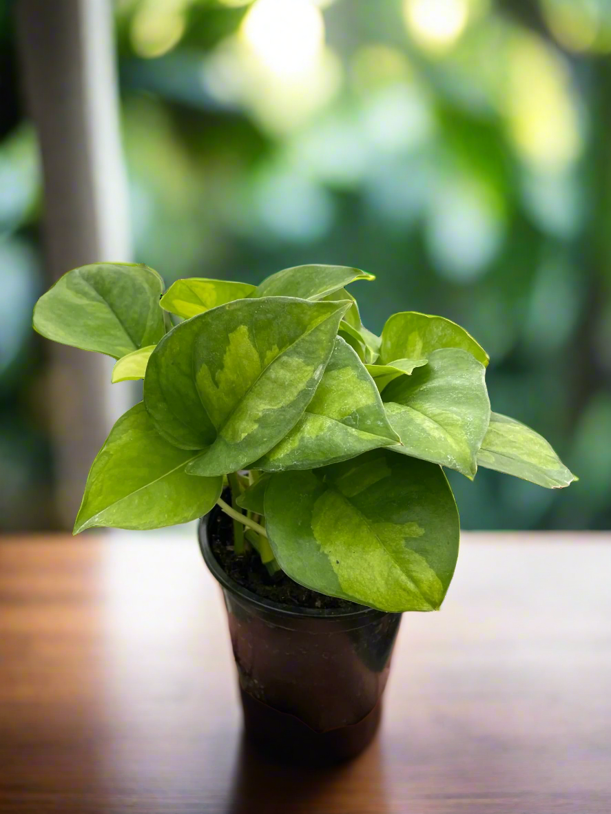 Pothos 'Global Green'