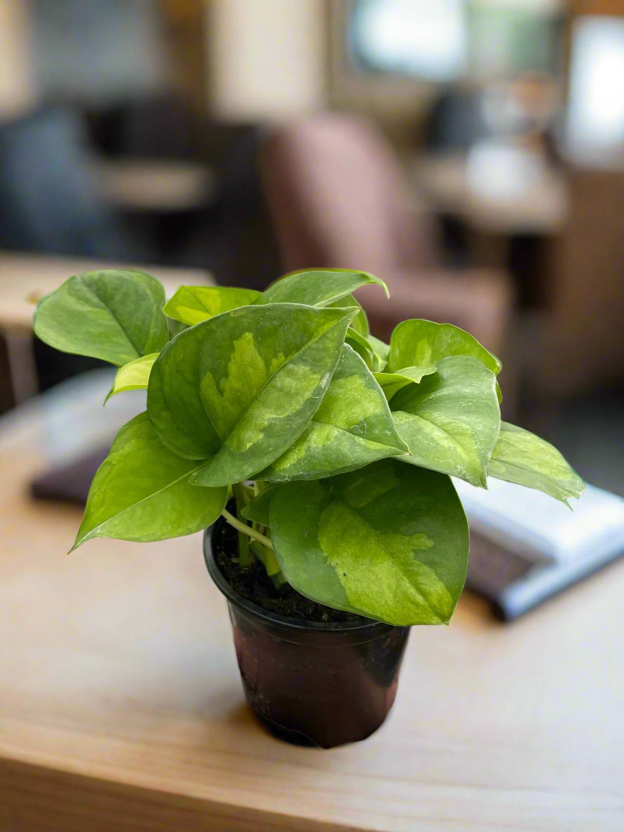 Pothos 'Global Green'