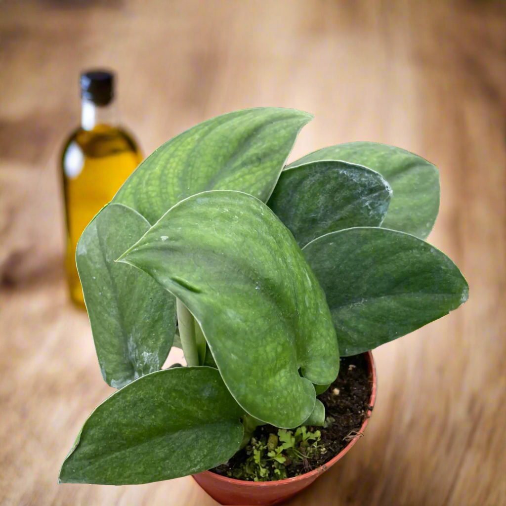 Pothos Jade Satin