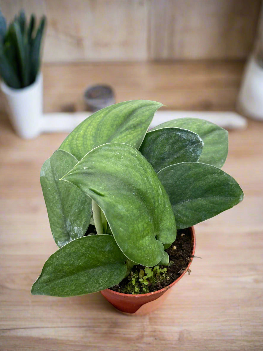 Pothos Jade Satin