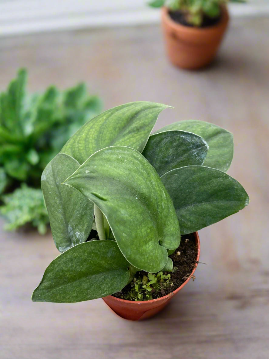 Pothos Jade Satin