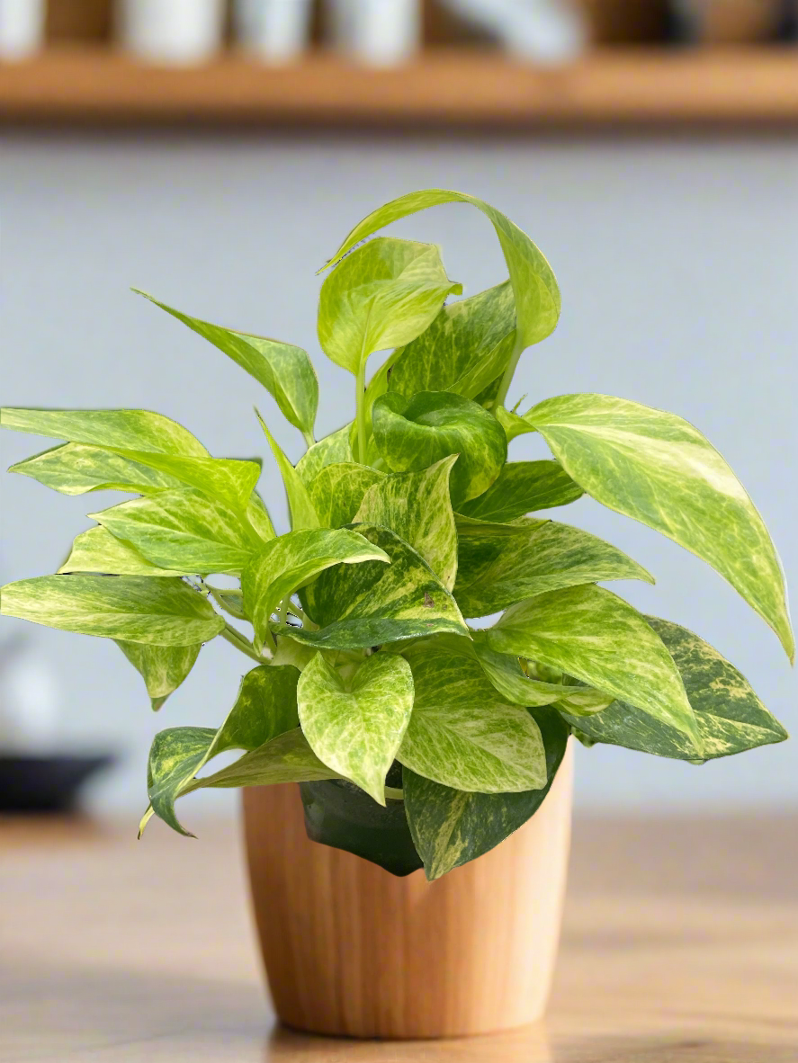 Pothos 'Neon Queen'