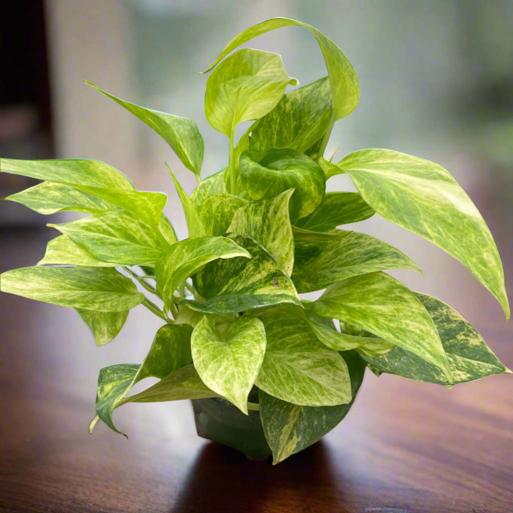 Pothos 'Neon Queen'