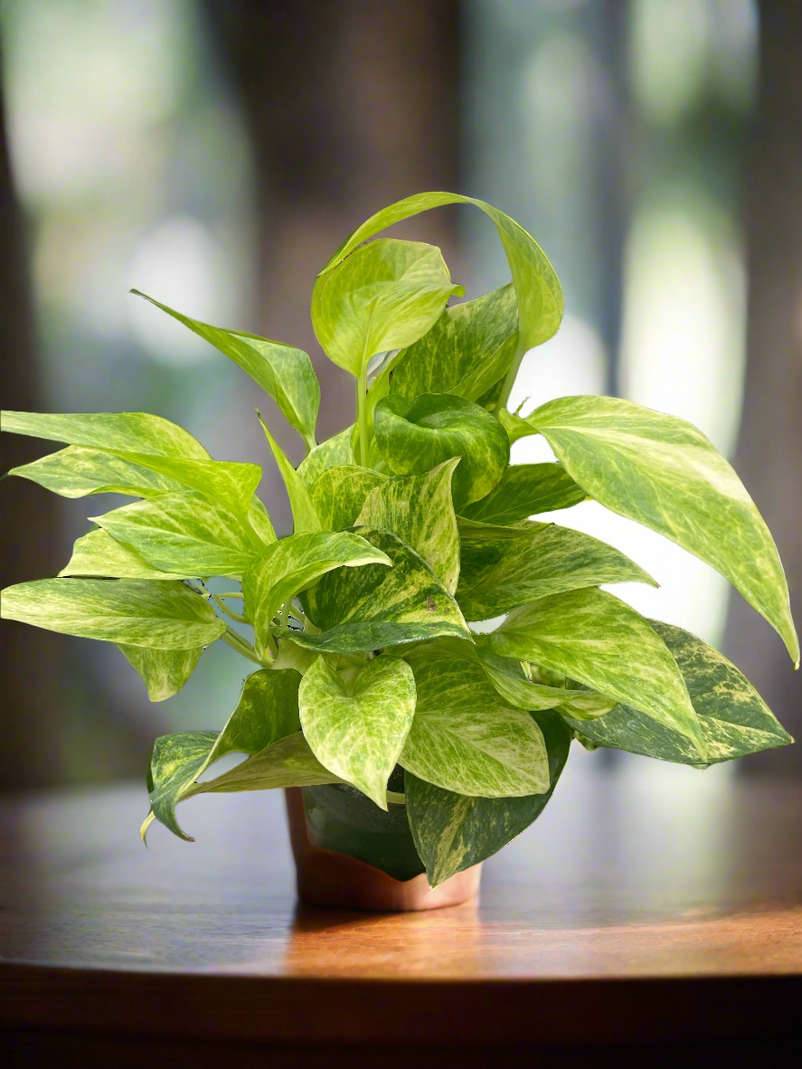 Pothos 'Neon Queen'