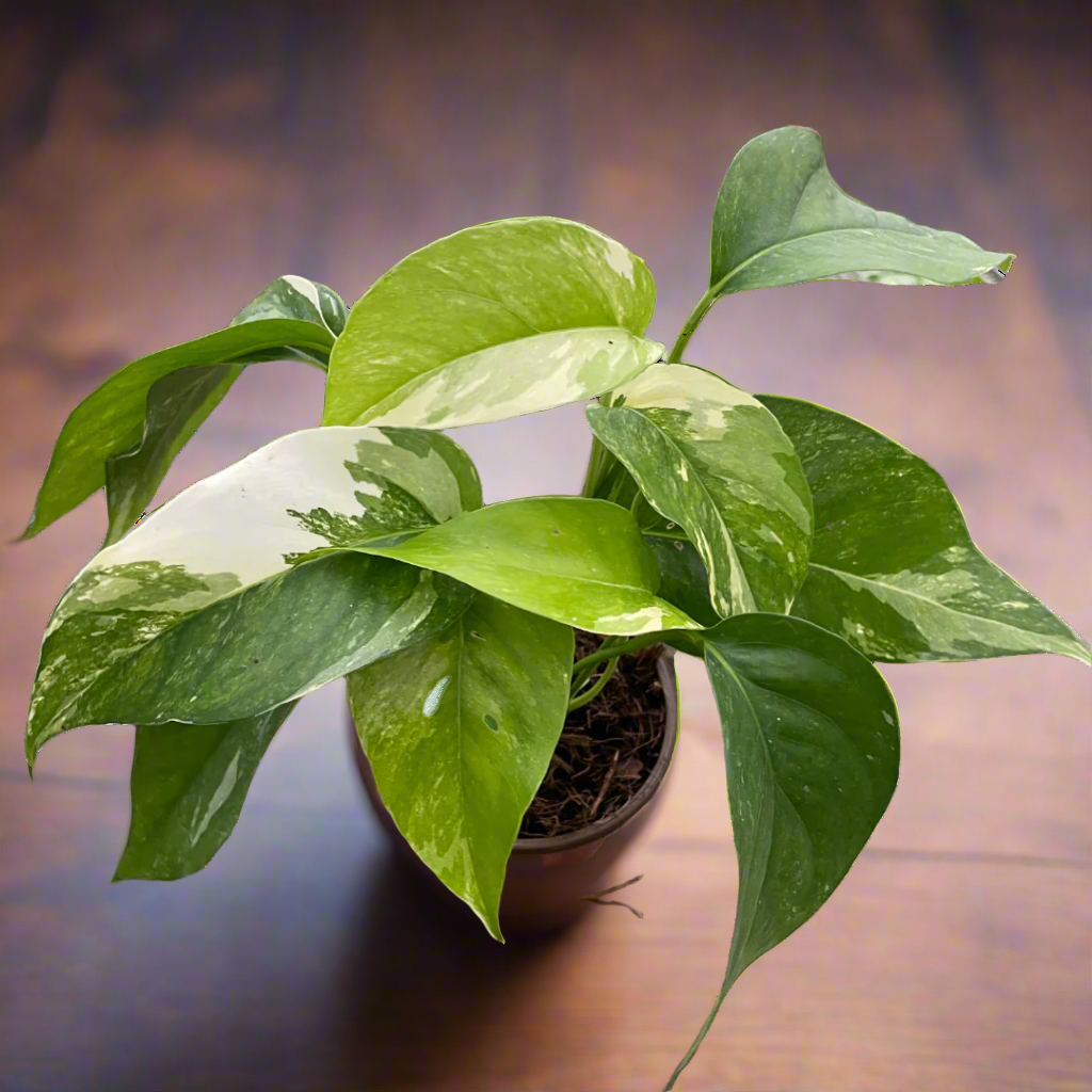 Pothos 'Albo Variegata'