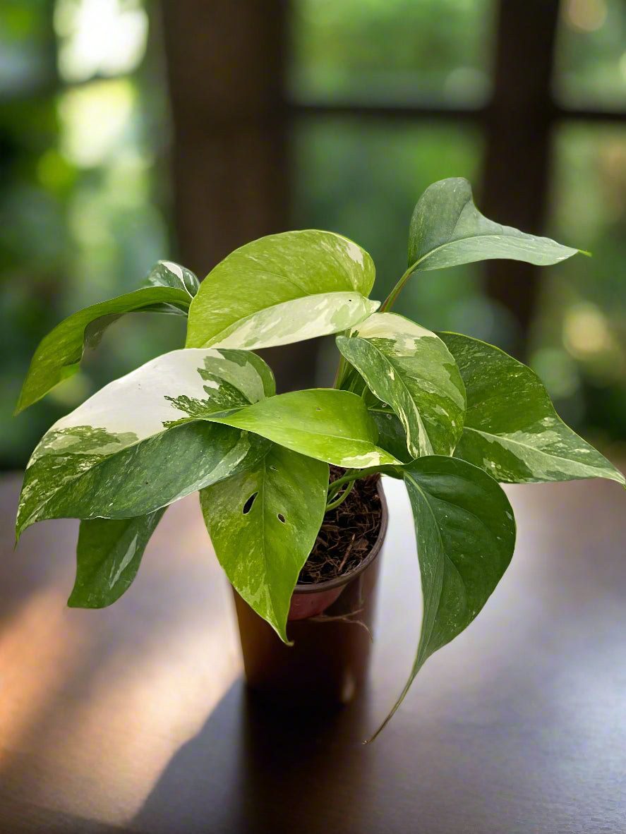 Pothos 'Albo Variegata'
