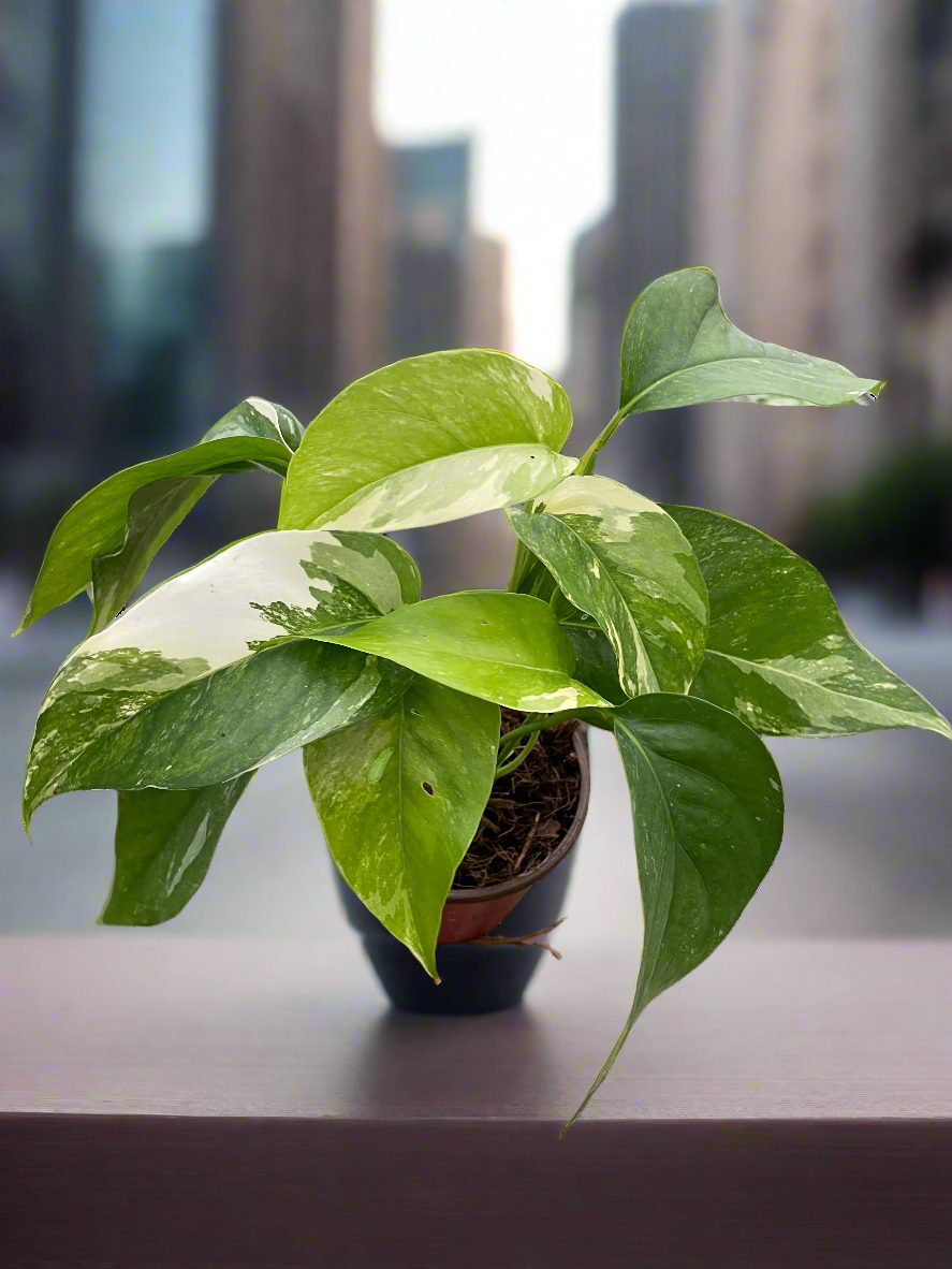 Pothos 'Albo Variegata'