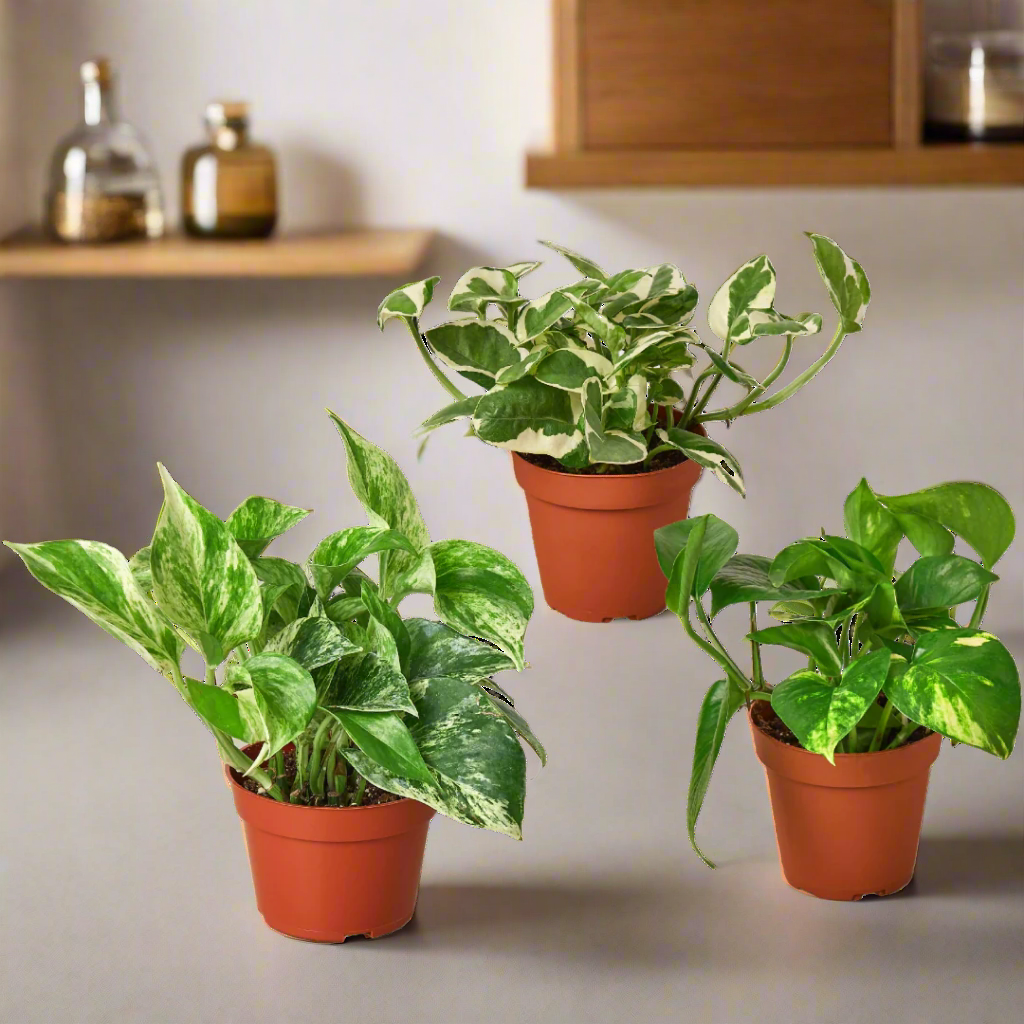 3 Pothos Variety Pack / 4" Pot / Live Plant / Home and Garden Plants