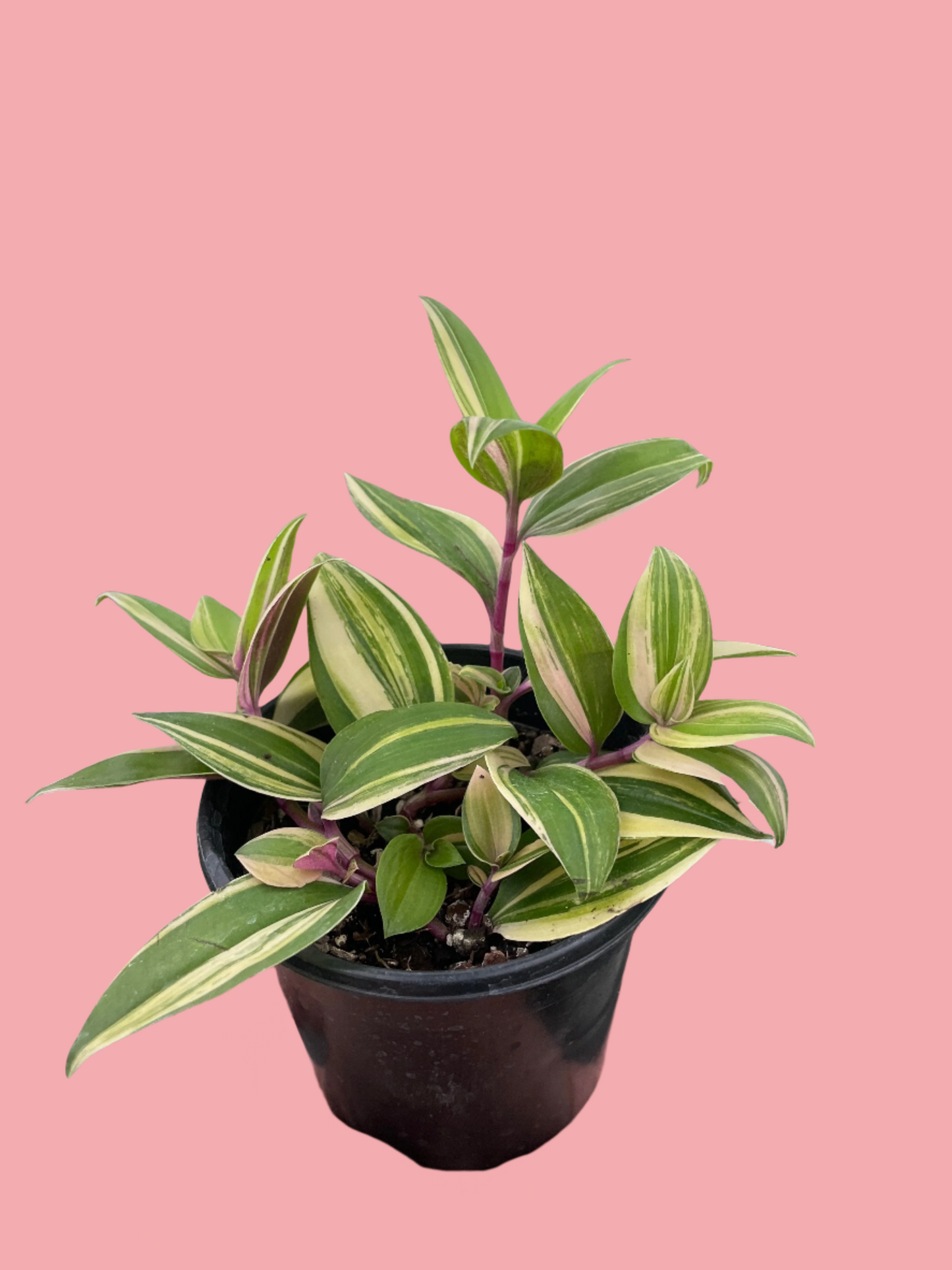 Tradescantia 'Tricolor'