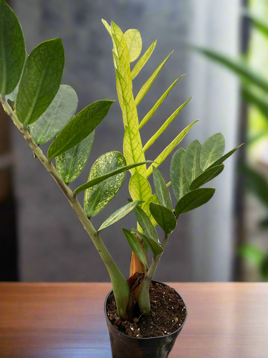 Zamioculcas 'Chameleon'
