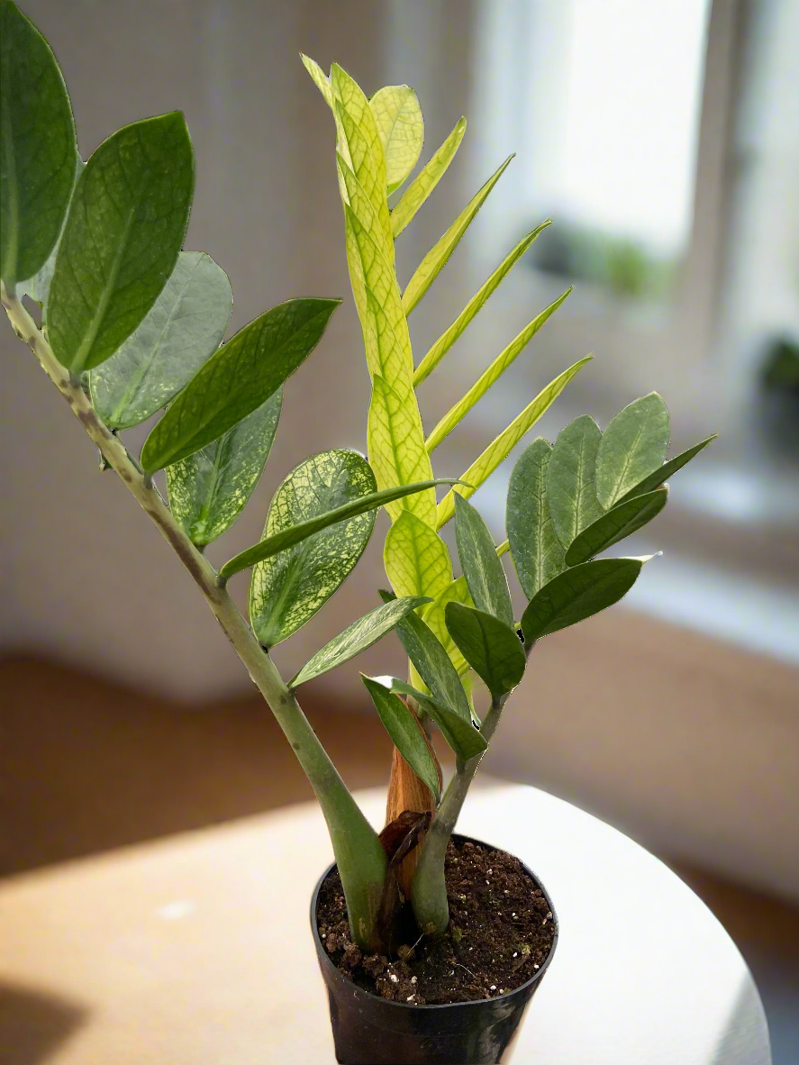 Zz plant on coffee table