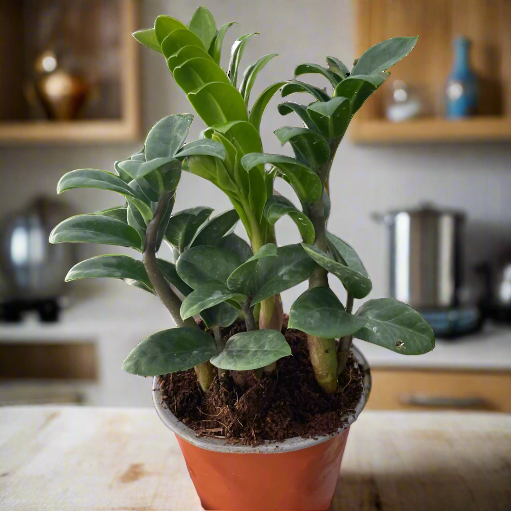 Zamioculcas zamiifolia 'Zenzi'