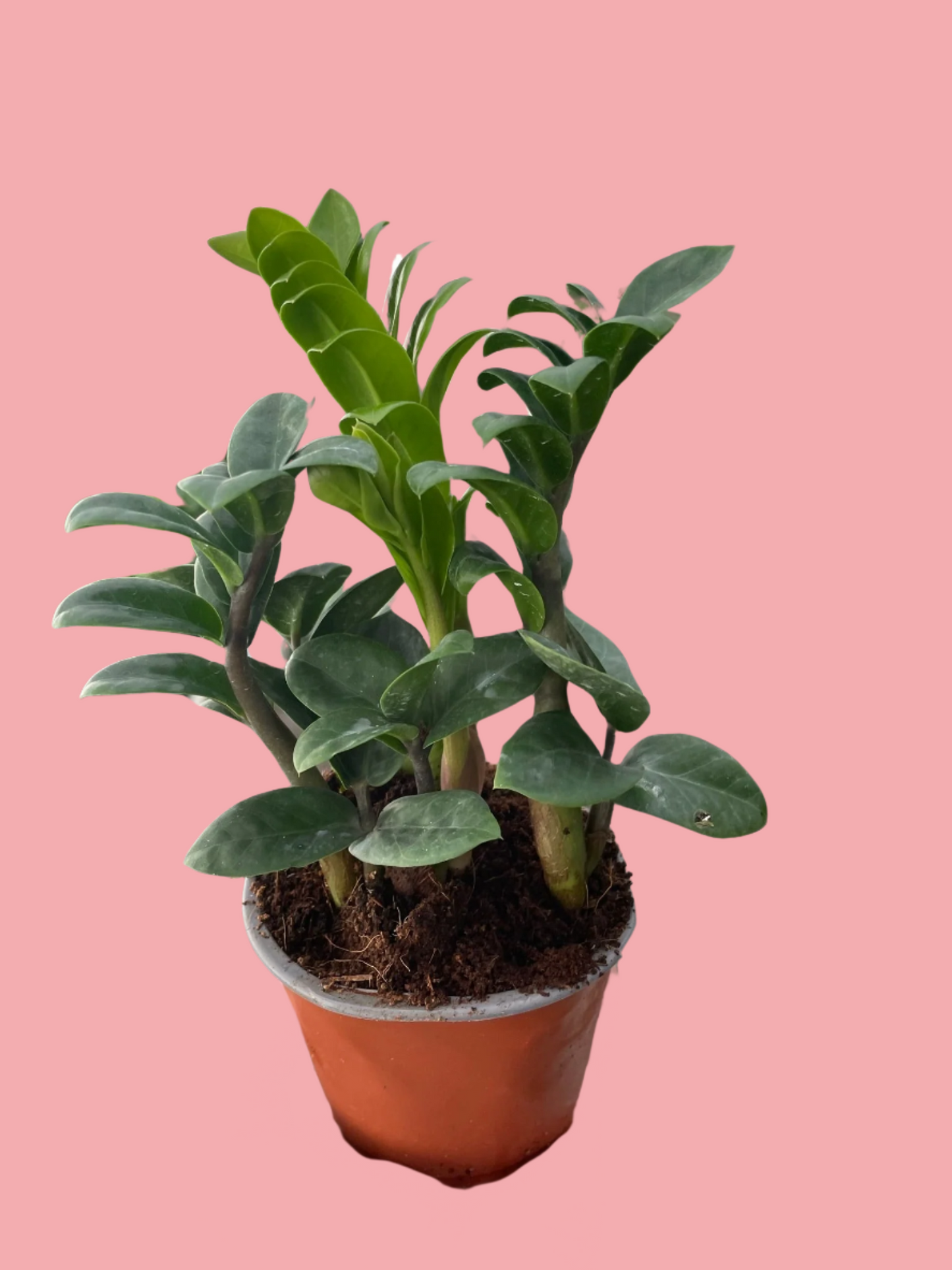 Zamioculcas zamiifolia 'Zenzi'