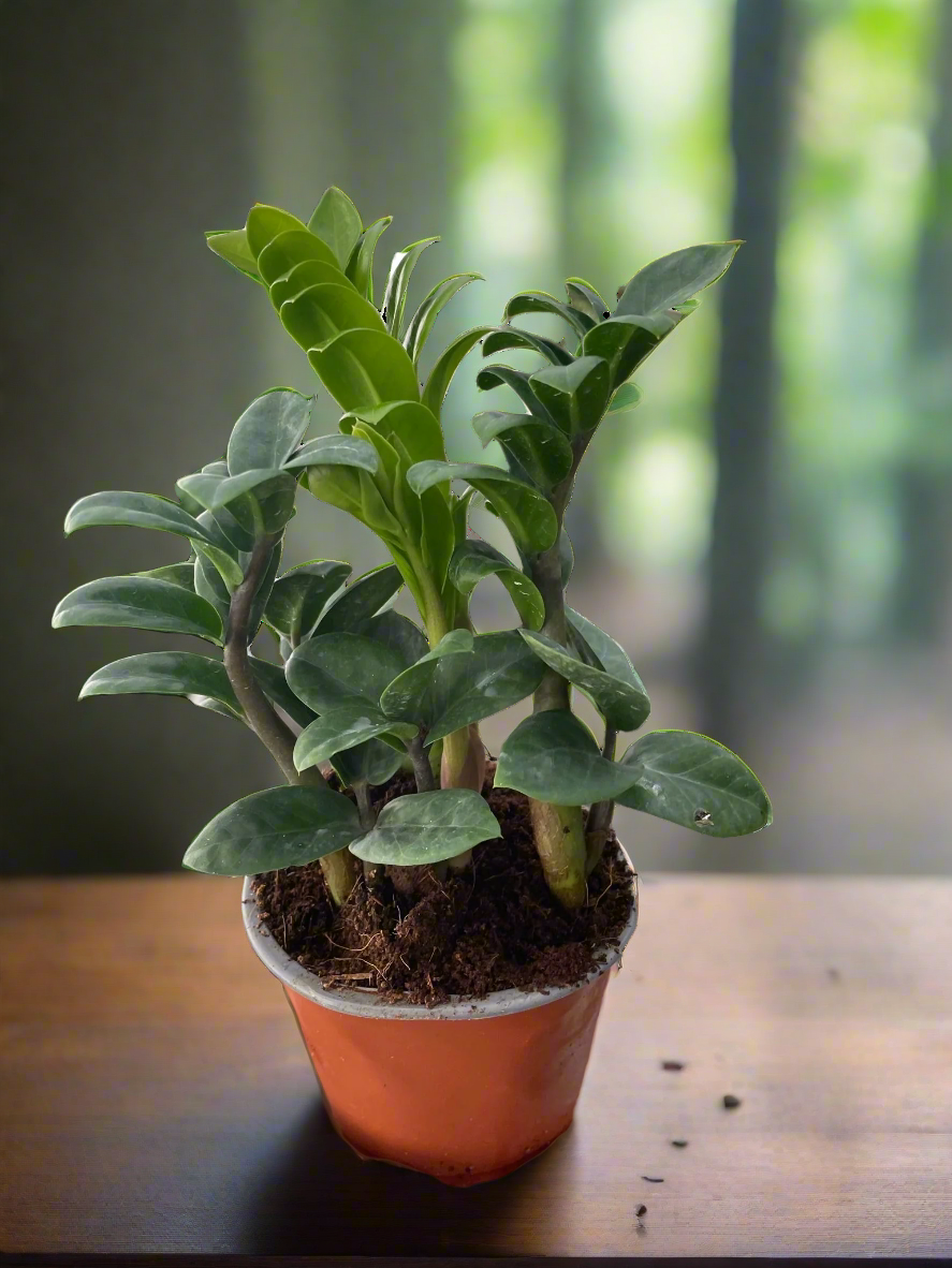 Zamioculcas zamiifolia 'Zenzi'