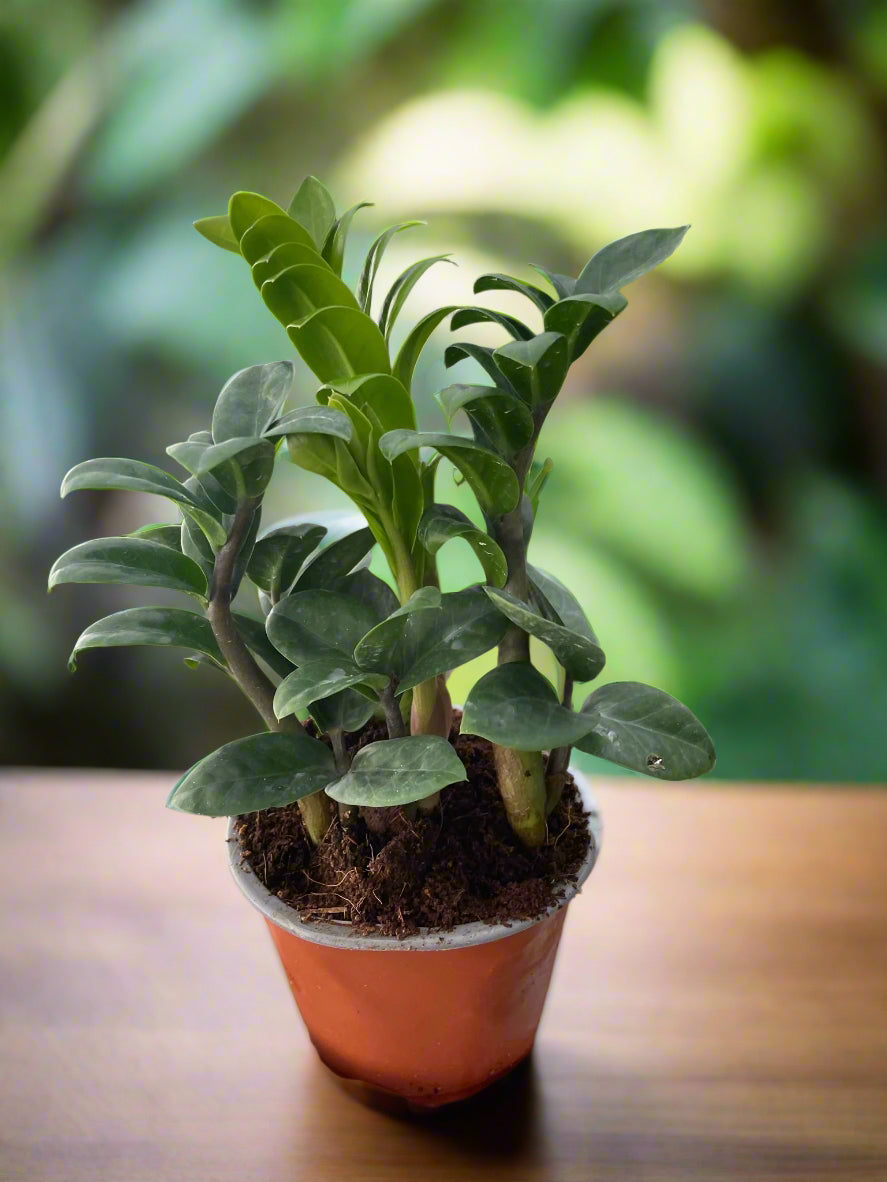 Zamioculcas zamiifolia 'Zenzi'