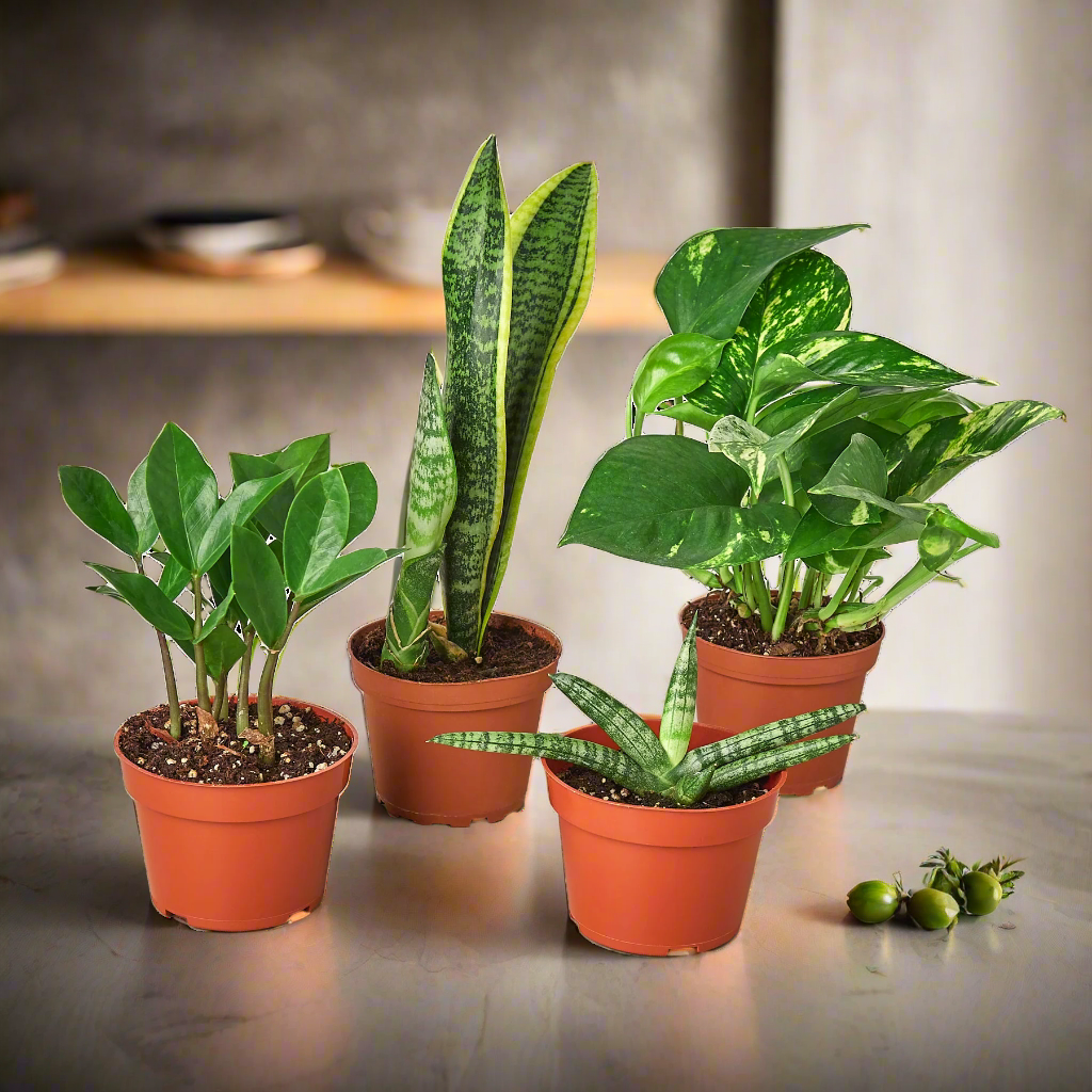 Easy Care Variety Bundle