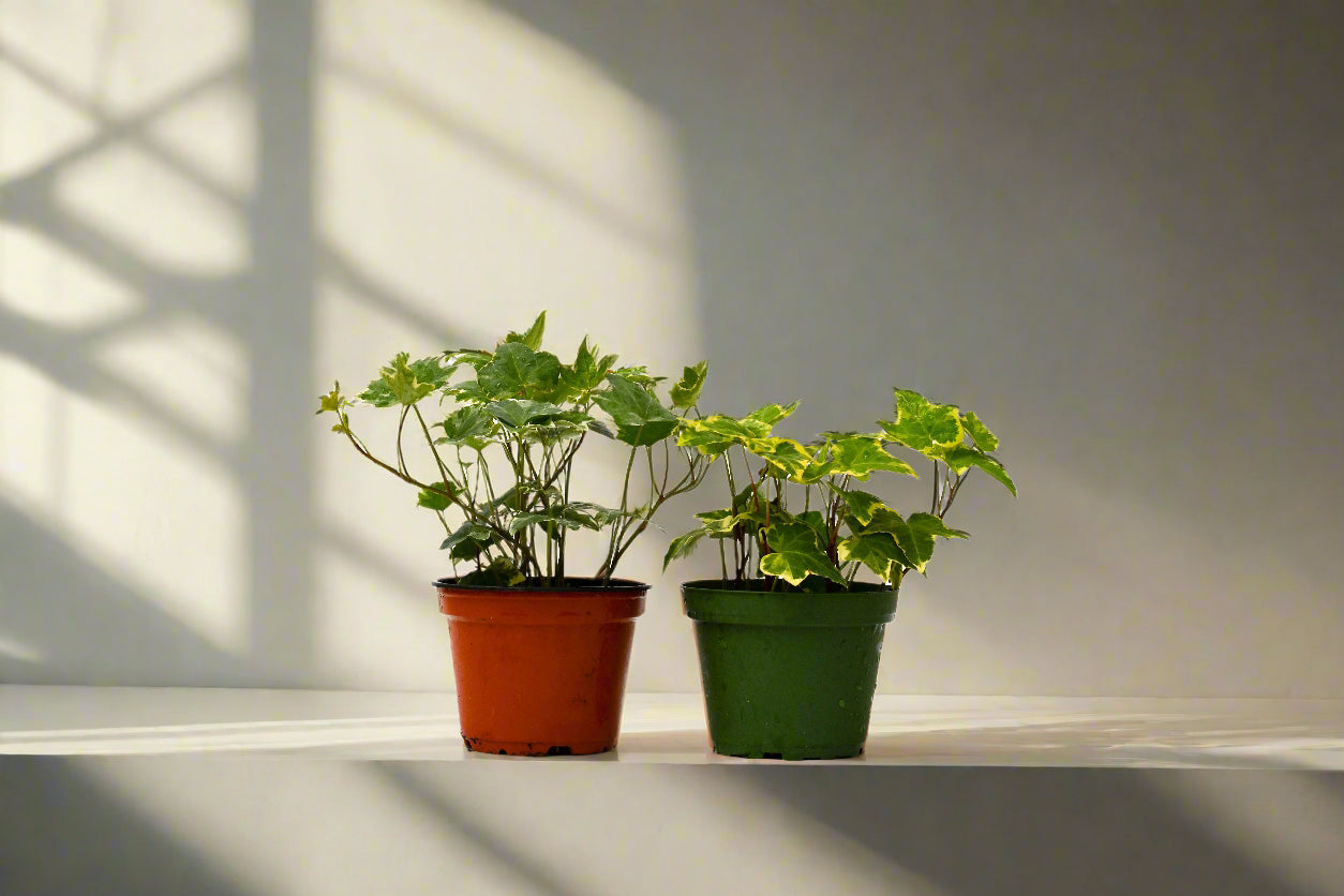 2 English Ivy Variety Pack - 4" Pot