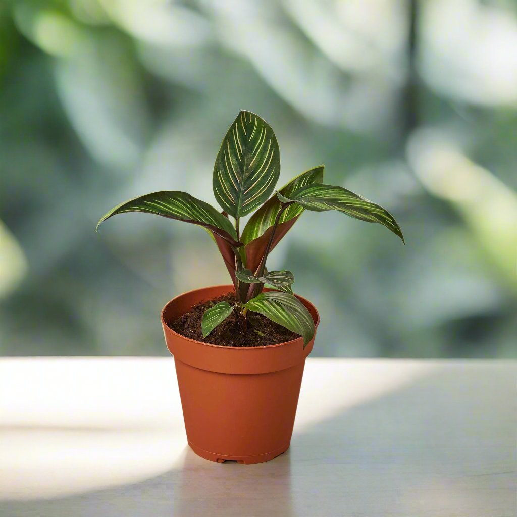 Calathea 'Beauty Star'
