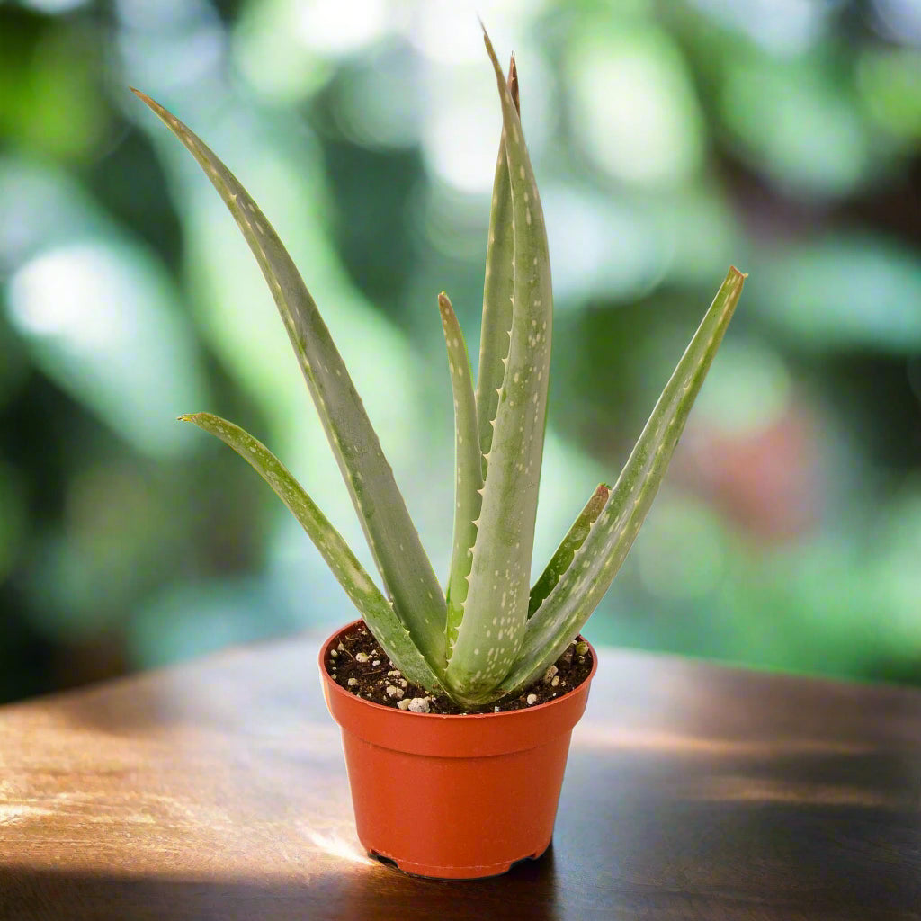 Aloe Vera