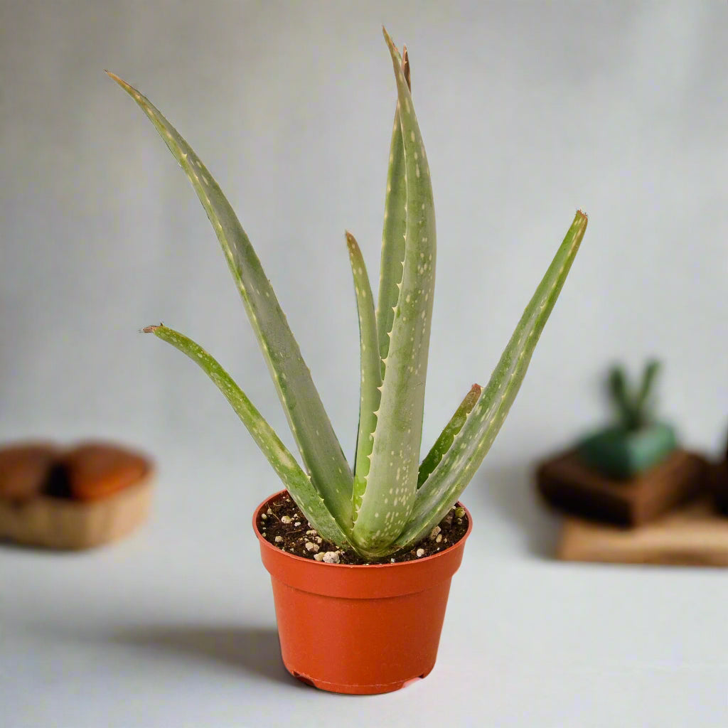 Aloe Vera