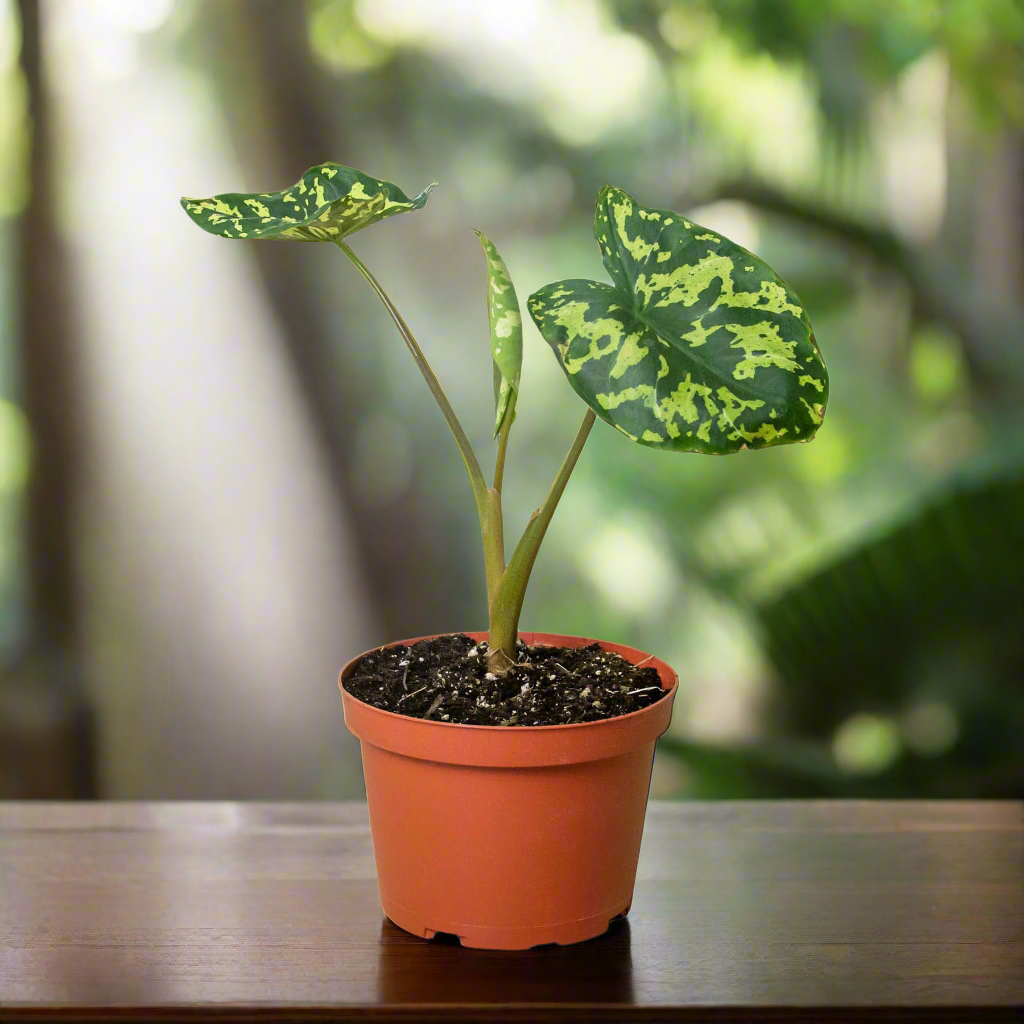 Alocasia 'Hilo Beauty'