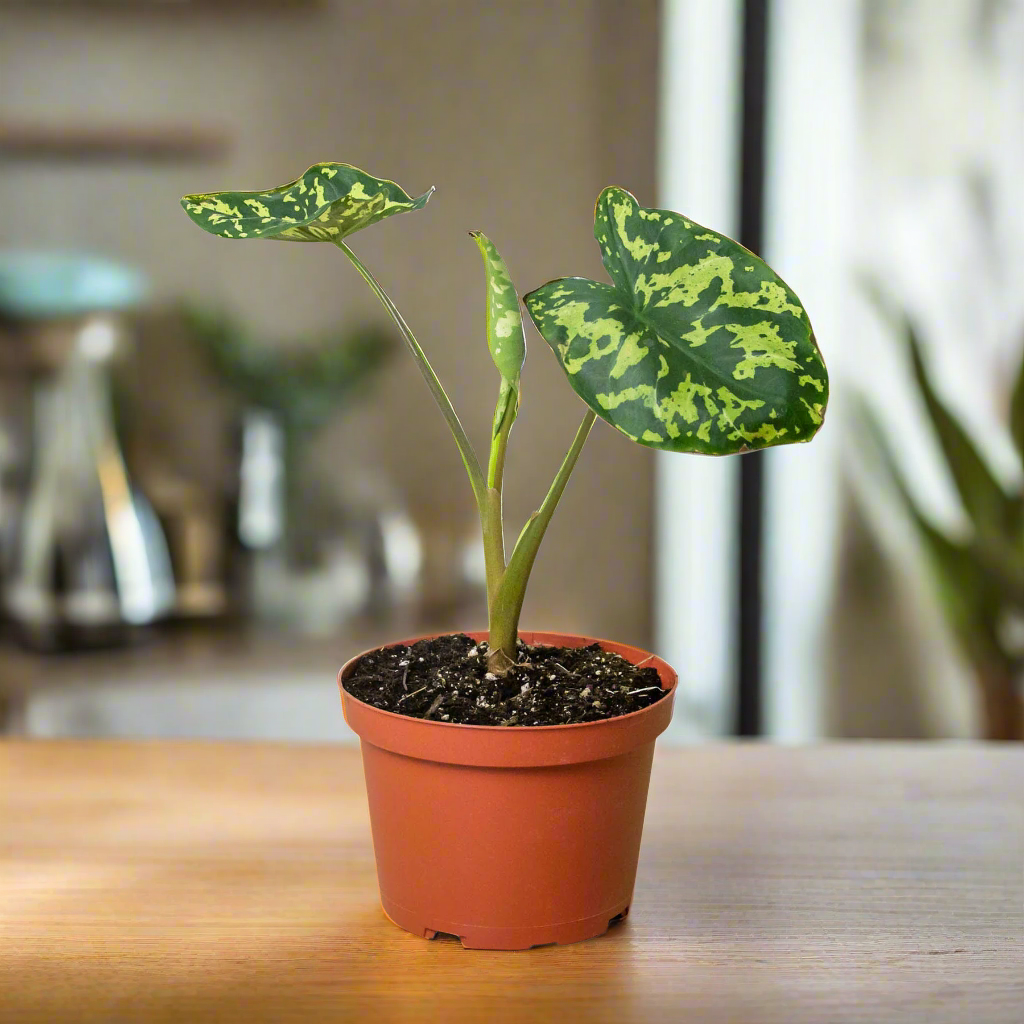 Alocasia 'Hilo Beauty'