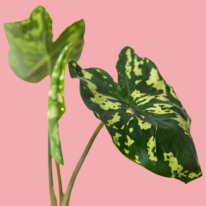 Alocasia 'Hilo Beauty'