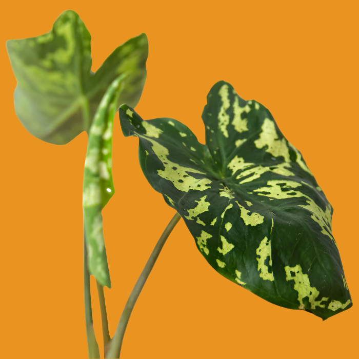 Alocasia 'Hilo Beauty'