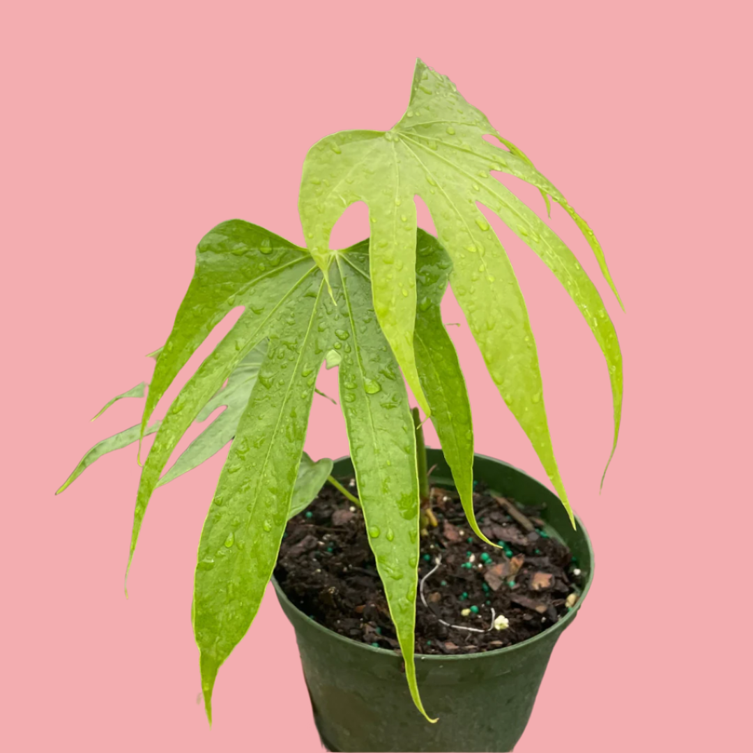 Anthurium Fingers