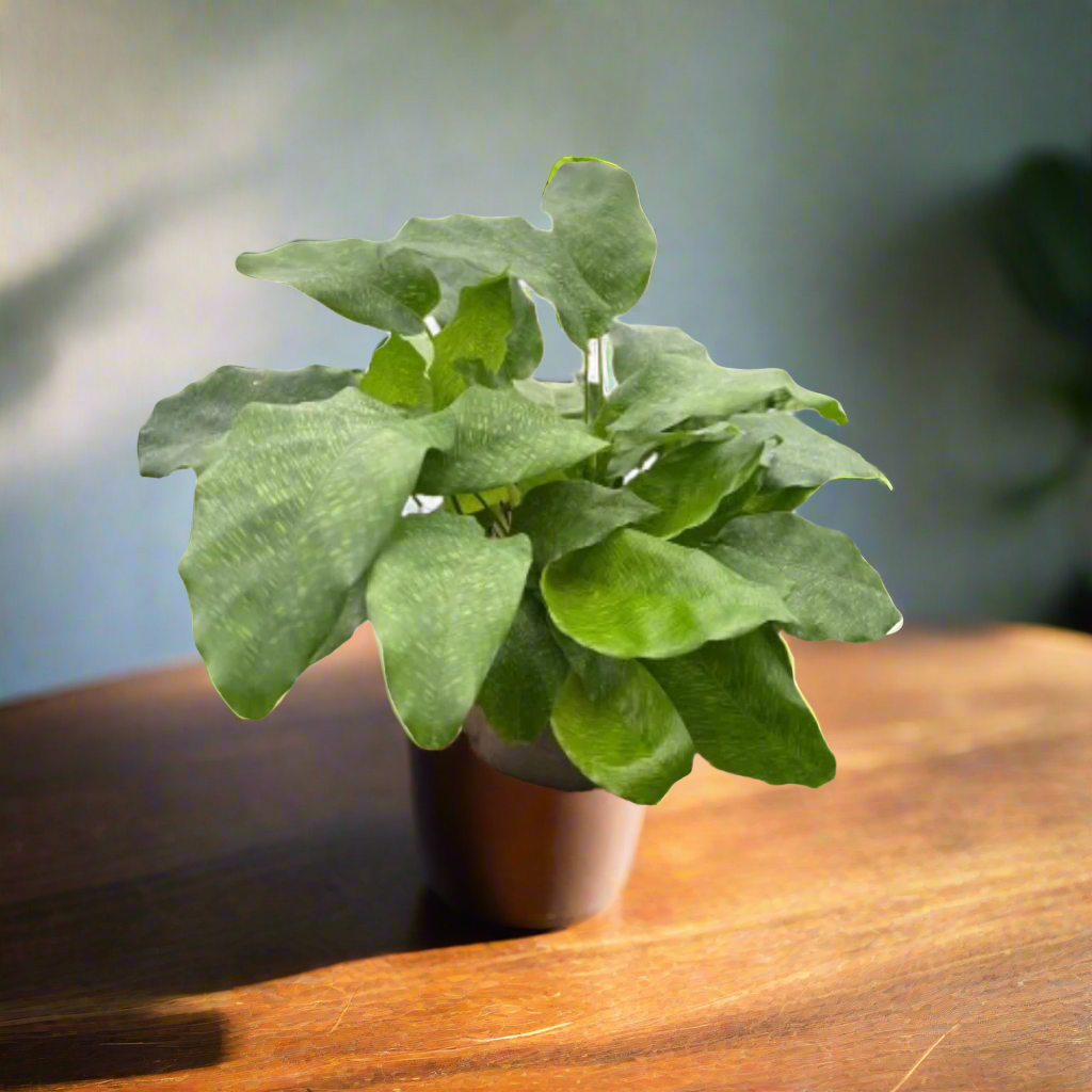 Lush Green Calathea musaica