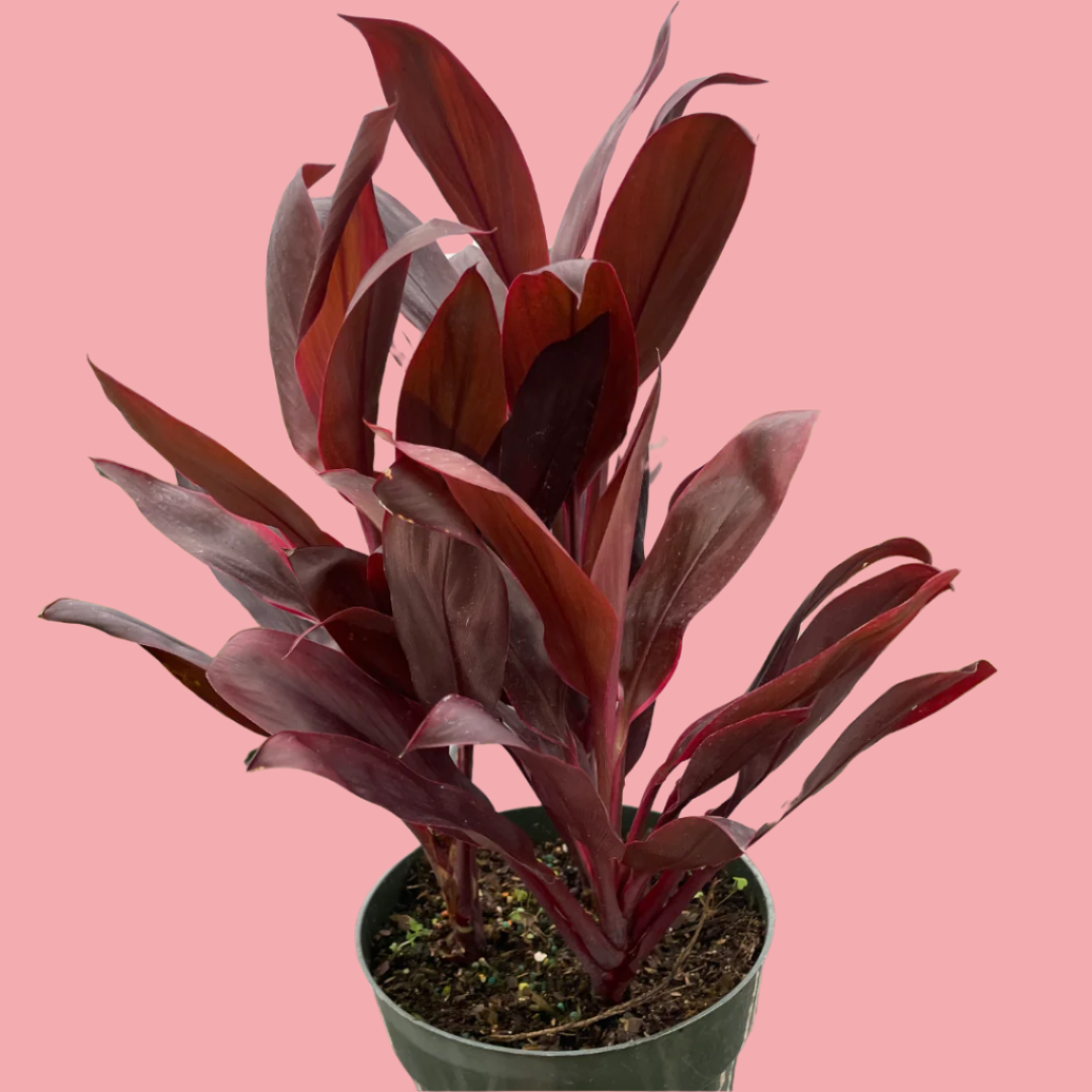Cordyline 'Calypso Queen'