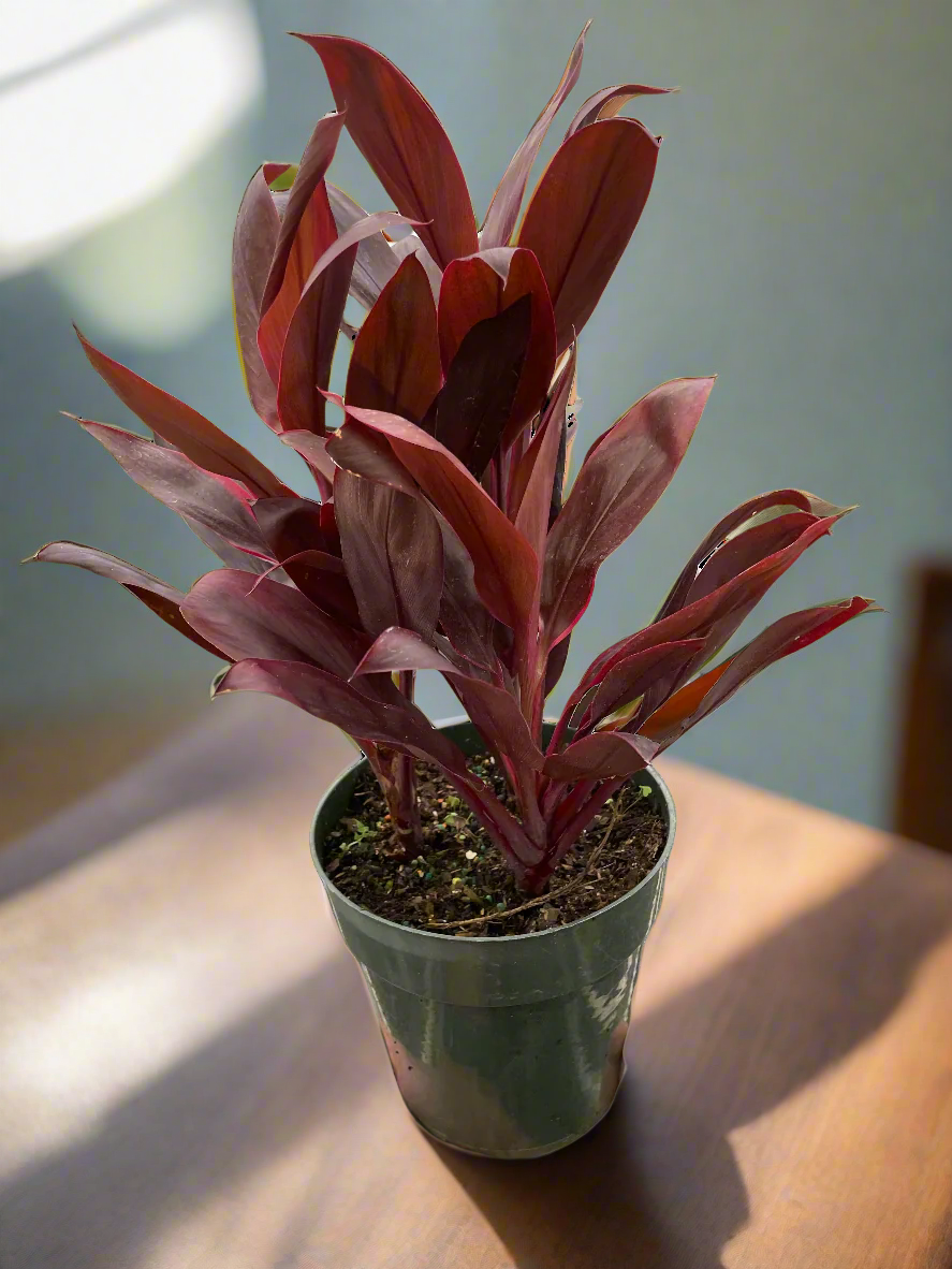Cordyline 'Calypso Queen'