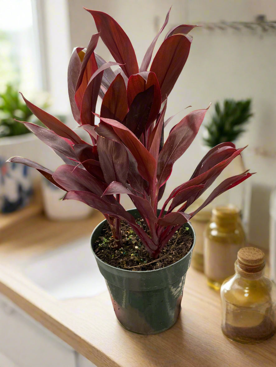 Cordyline 'Calypso Queen'