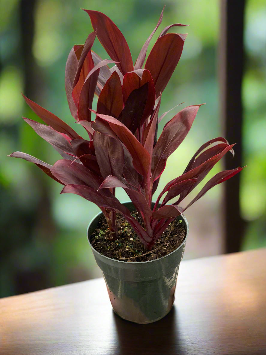 Cordyline 'Calypso Queen'