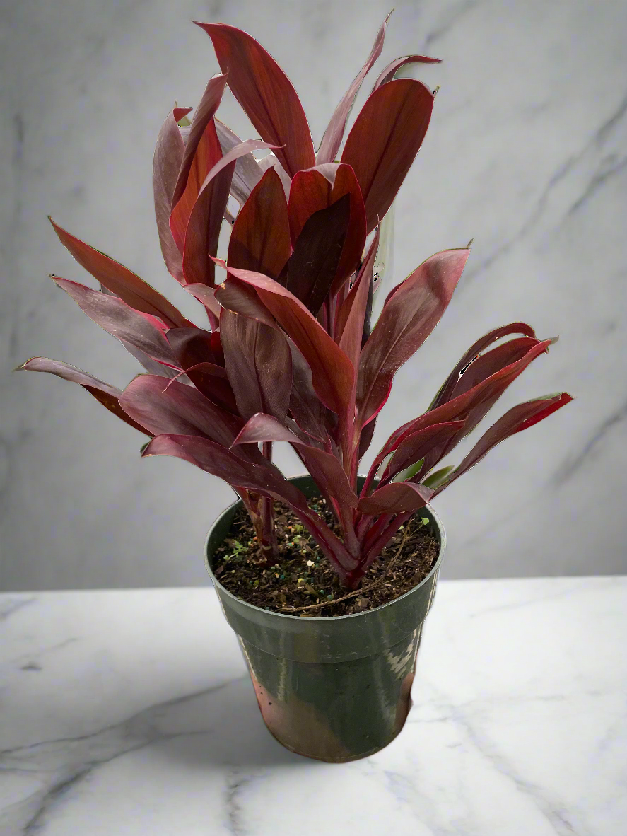 Cordyline 'Calypso Queen'