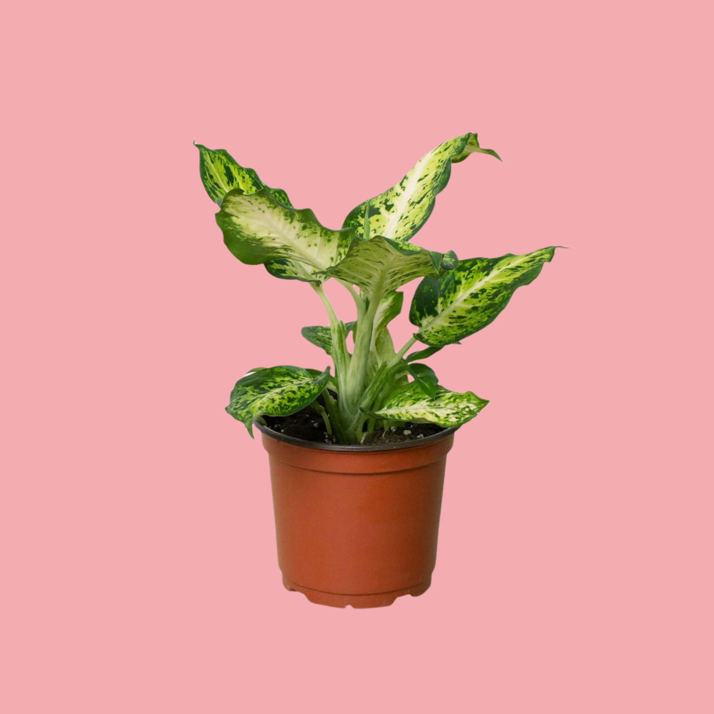 Dieffenbachia 'Amy'