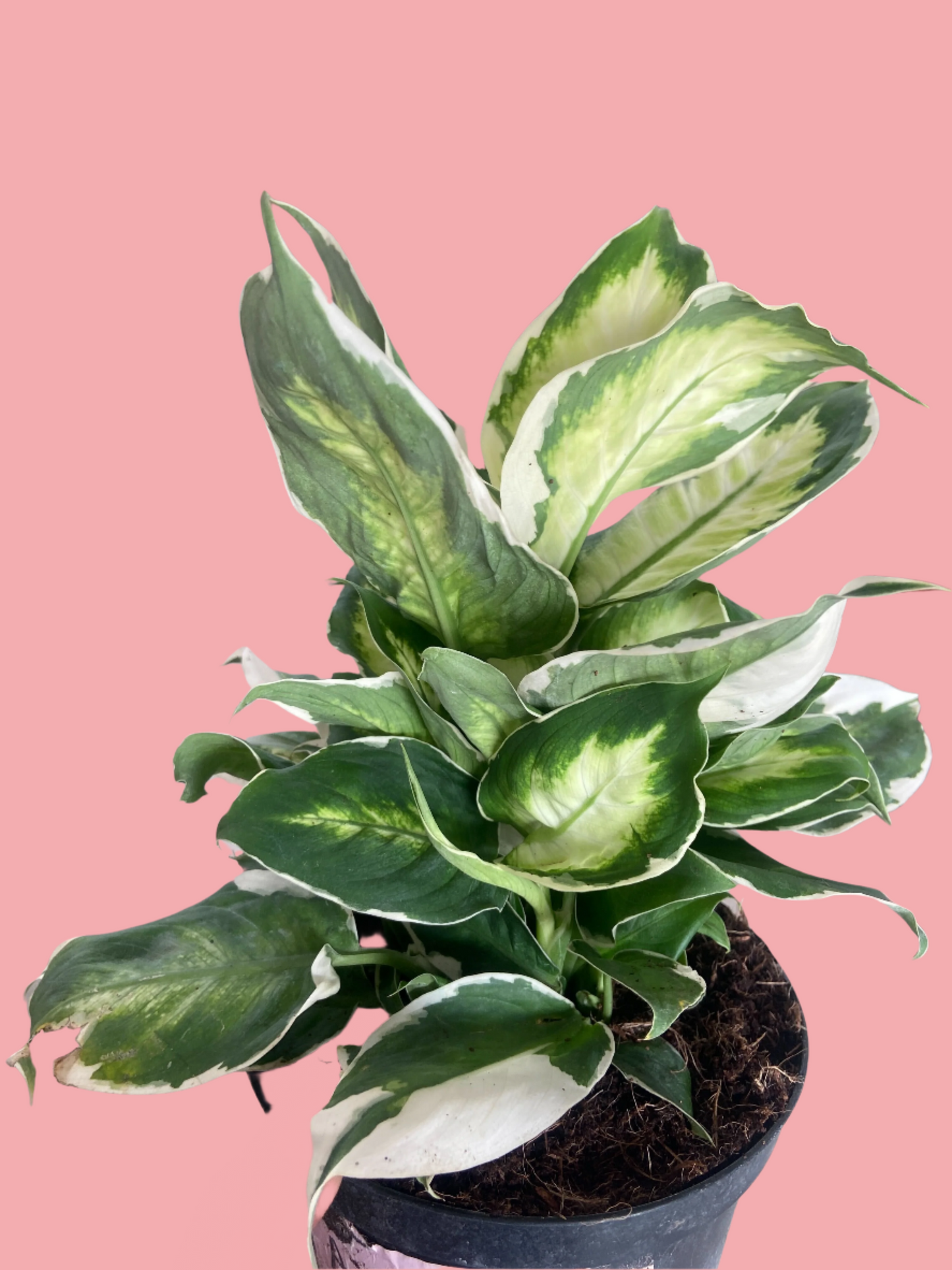Dieffenbachia 'Cool Beauty'