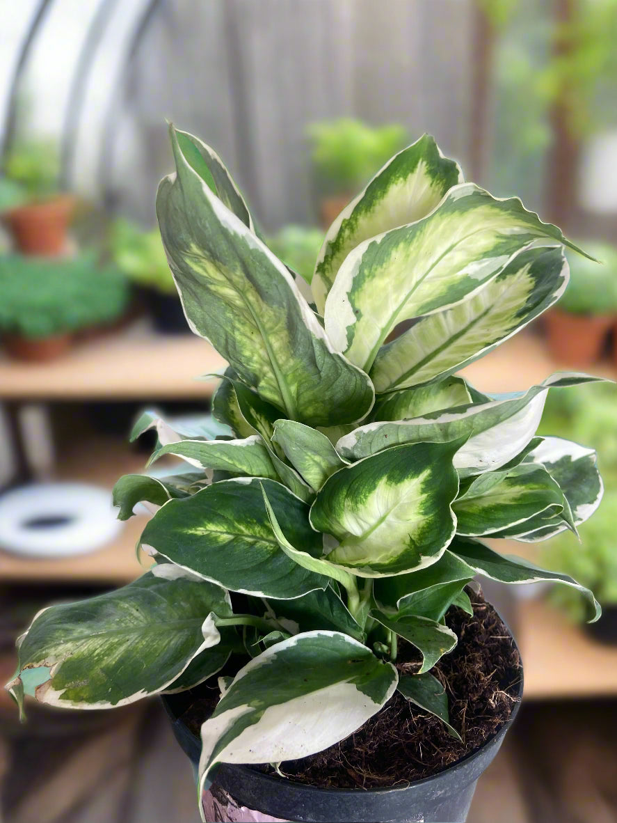 Dieffenbachia 'Cool Beauty'
