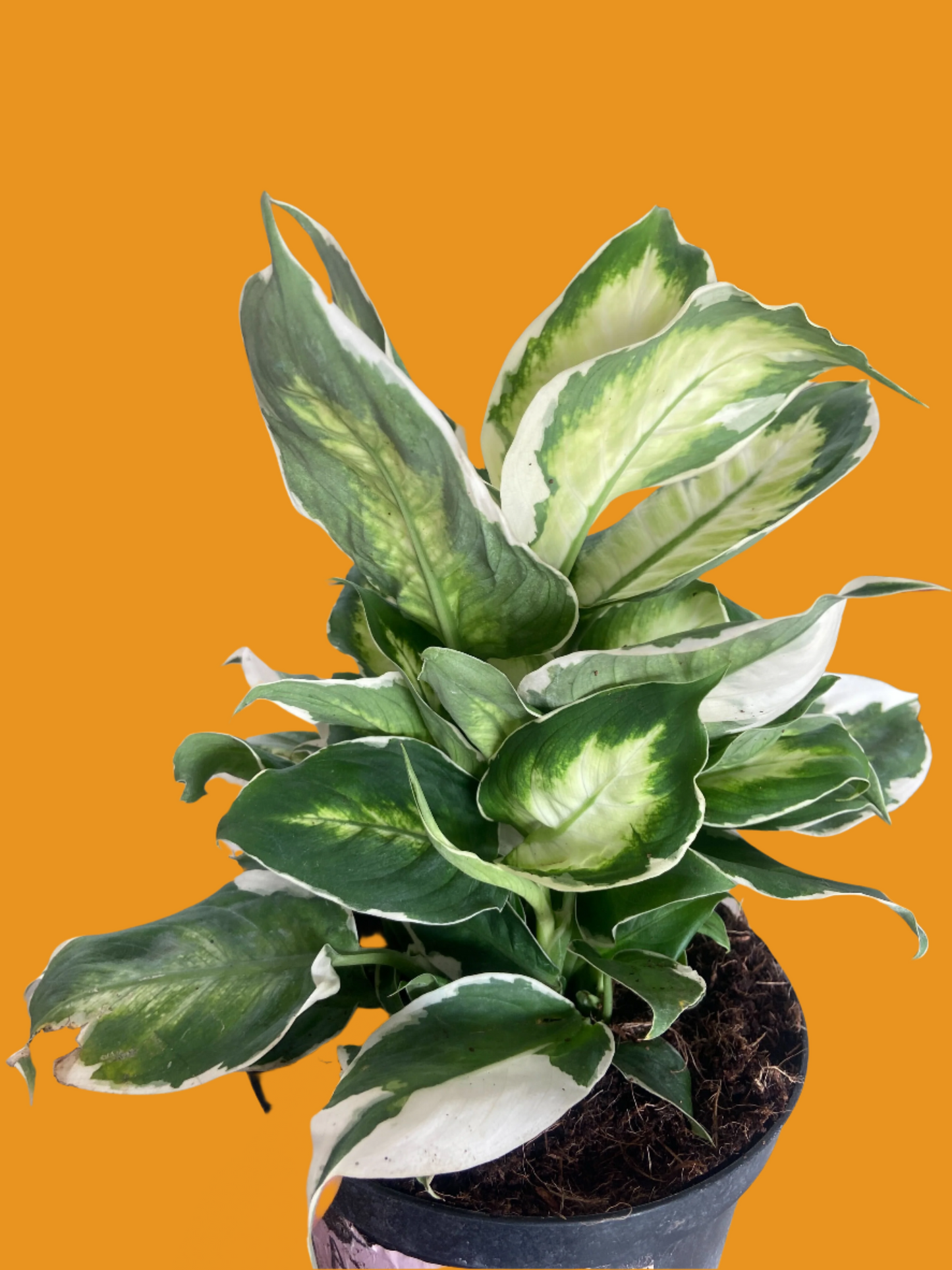 Dieffenbachia 'Cool Beauty'